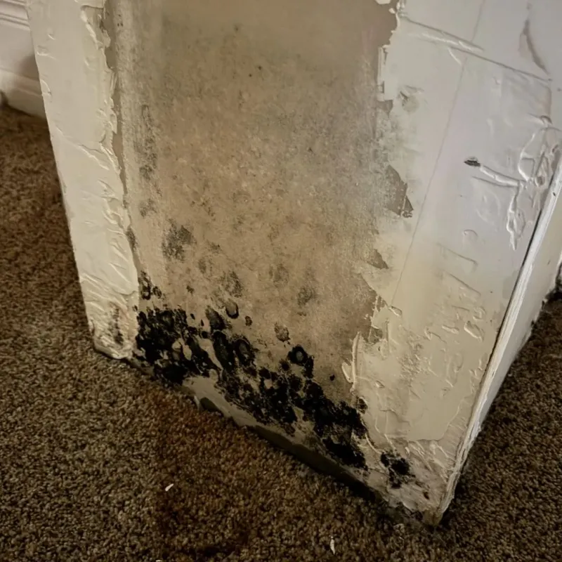 Professional Mold Removal in Lincoln, MO